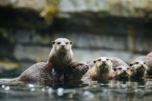 Group of otters in the river