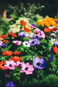 flowers in garden