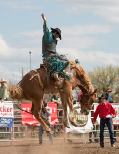 man riding horse at the rodeo